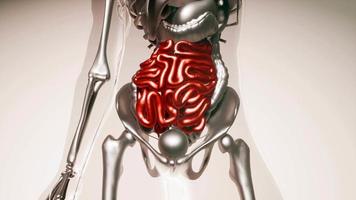 Human Intestine Model with all Organs and Bones video
