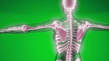 Transparent Human Body with Visible Bones video