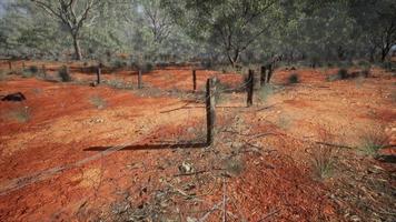 orange scrubby sands wire fence and small trees photo