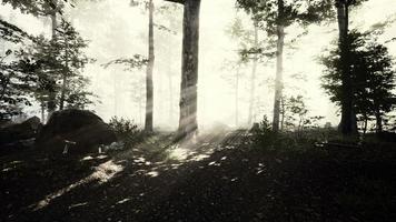 sun light in the fairy foggy forest photo
