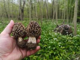 dos morillas frescas y sabrosas sostenidas en una mano en un bosque en primavera foto