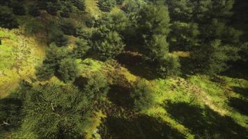 tropical forest in morning view of highland Malaysia photo