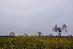 alto campo verde y árboles individuales con niebla foto