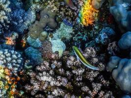 view from above into a colorful coral world while diving in the sea photo