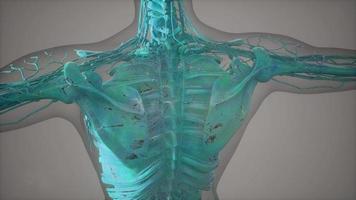 Complete close-up view of the Skeletal System with transparent body video