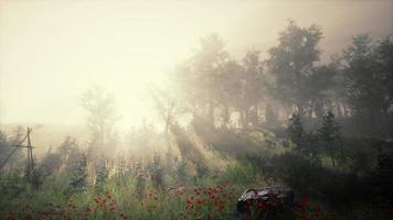 solstrålar in i skogen på en dimmig höstmorgon video