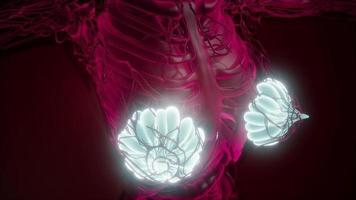 Human Body with Visible Glow Mammary Gland video