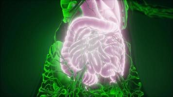 Human Body with Visible Digestive System video