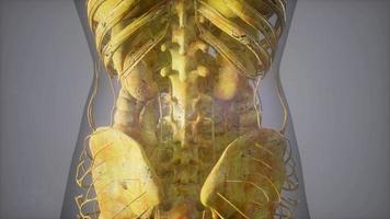 Complete close-up view of the Skeletal System with transparent body video