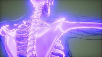 Transparent Human Body with Visible Bones video