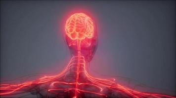 exame de radiologia do cérebro humano video