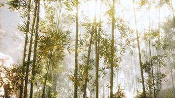 asiatisk bambuskog med morgonsolljus video