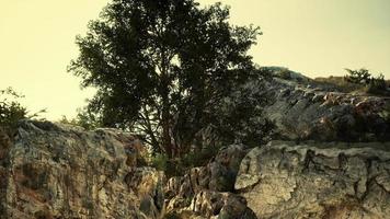 lonely tree on a top mountain in the evening video