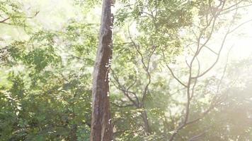 brouillard dans la forêt tropicale et rayon de soleil video