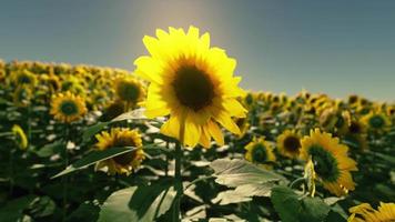 many bright yellow big sunflowers in plantation fields on sunset video