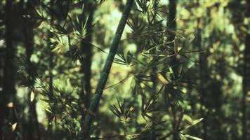 8K Asian Bamboo forest with sunlight video