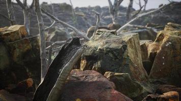 campo de piedra de lava con árboles y plantas muertas video