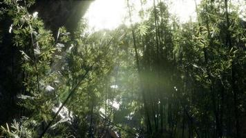 Lush green leaves of bamboo near the shore of a pond with stones. photo