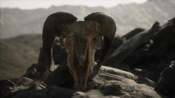 European mouflon ram skull in natural conditions in rocky mountains photo