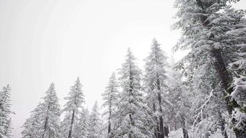 aéreo árboles nevados paisaje foto