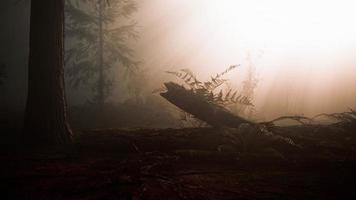 deep in the forest on a misty morning photo