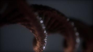 loopable structure of the DNA double helix animation photo