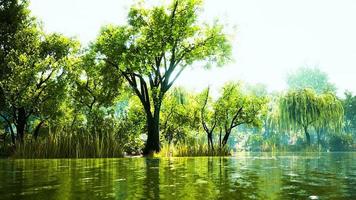 green treesin city park with swamp under sunny light photo