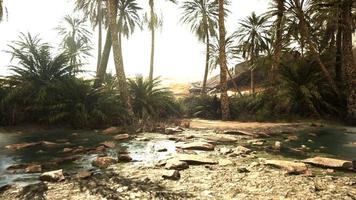 oasis in the middle of the desert with a lot of trees photo