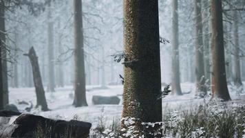 floresta de pinheiros de inverno com neblina ao fundo video
