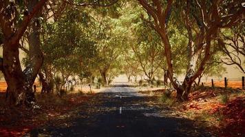 camino abierto en australia con arbustos