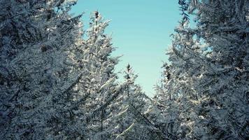 ijzig winterlandschap in besneeuwde bossen video