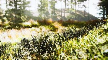 bomen met schaduwen in bos tegen zonneschijn video