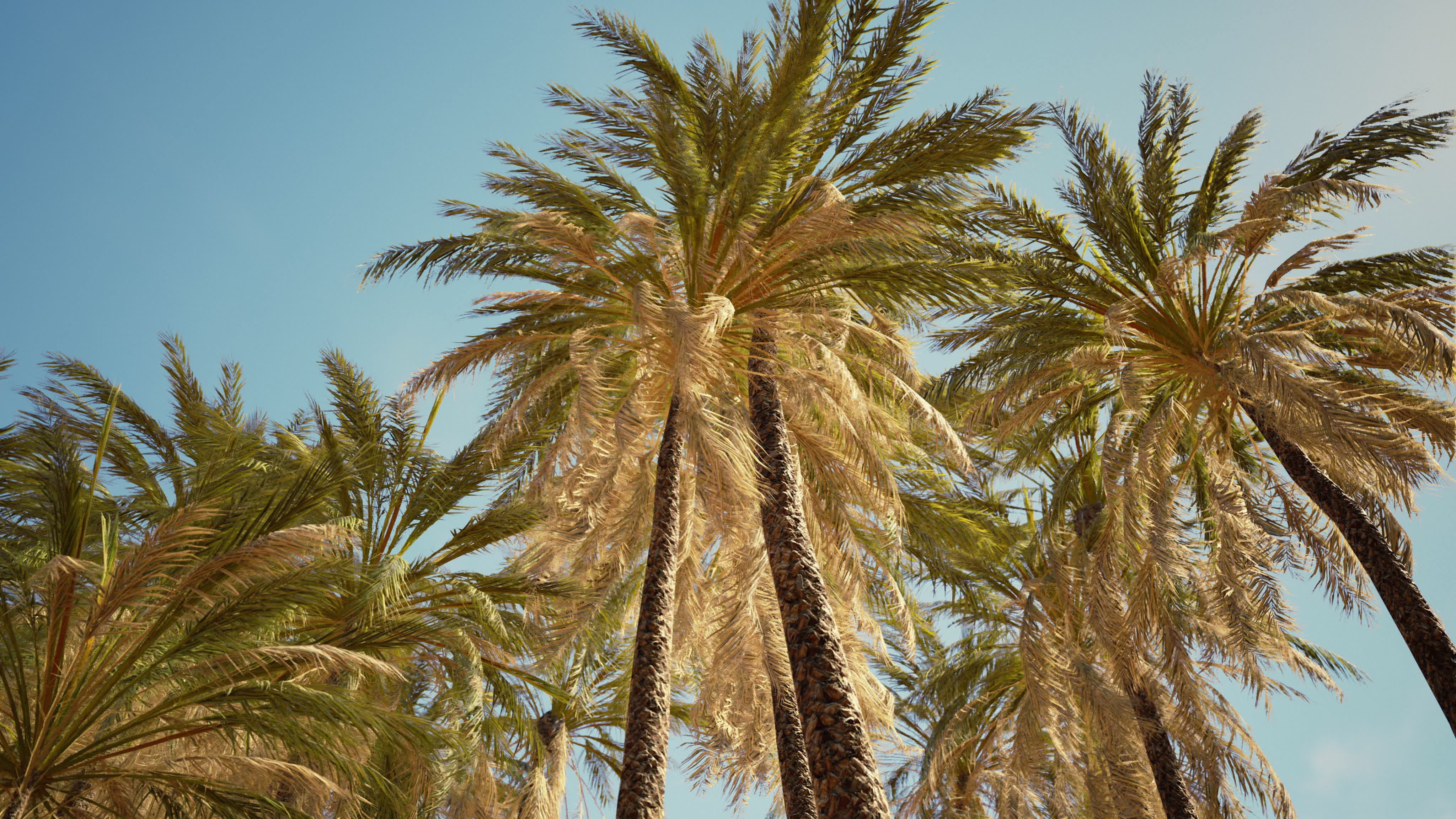 coconut palm trees on blue sky 5602719 Stock Video at Vecteezy