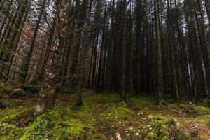 forest with beautiful green moss on the floor photo