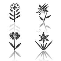 Wild flowers drop shadow black glyph icons set. Franciscan wallflower, crimson columbine, common star lily, blanket flower. Blooming wildflowers, weed. Field plants. Isolated vector illustrations