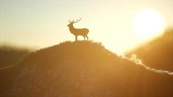 Deer Male in Forest at Sunset photo