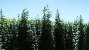 green canabis on marihuana field farm photo