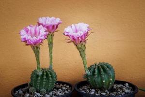 pink flower of echinopsis cactus blooming in planting pot photo