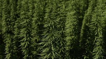 Field of industrial hemp cannabis in the evening sun photo