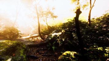 hyperlapse timelapse of beautiful tropical jungle photo