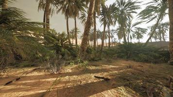sandy dunes and palm trees in desert Sahara photo