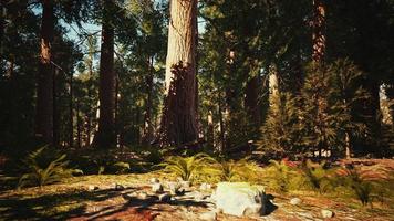 Giant Sequoias Forest of Sequoia National Park in California Mountains photo