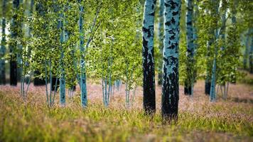 white birch trees in the forest in summer photo