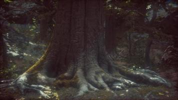 Old trees with lichen and moss in green forest photo