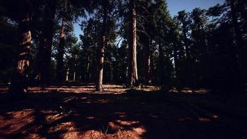 Sequoia redwood trees in the sequoia national park forest photo