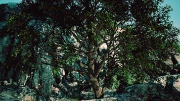 árbol tropical verde que crece solo en un acantilado de piedra griego junto al mar foto