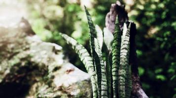 selva tropical nublada y rayos de sol brillantes a través de las ramas de los árboles foto