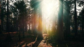 old forest Mariposa Grove in Yosemite National Park of California photo