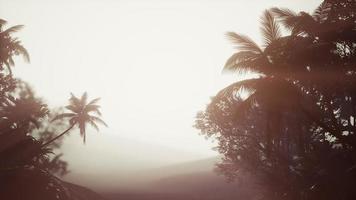 Tropical Palm Rainforest in Fog photo