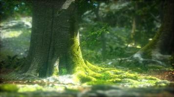 el bosque primitivo con suelo cubierto de musgo foto